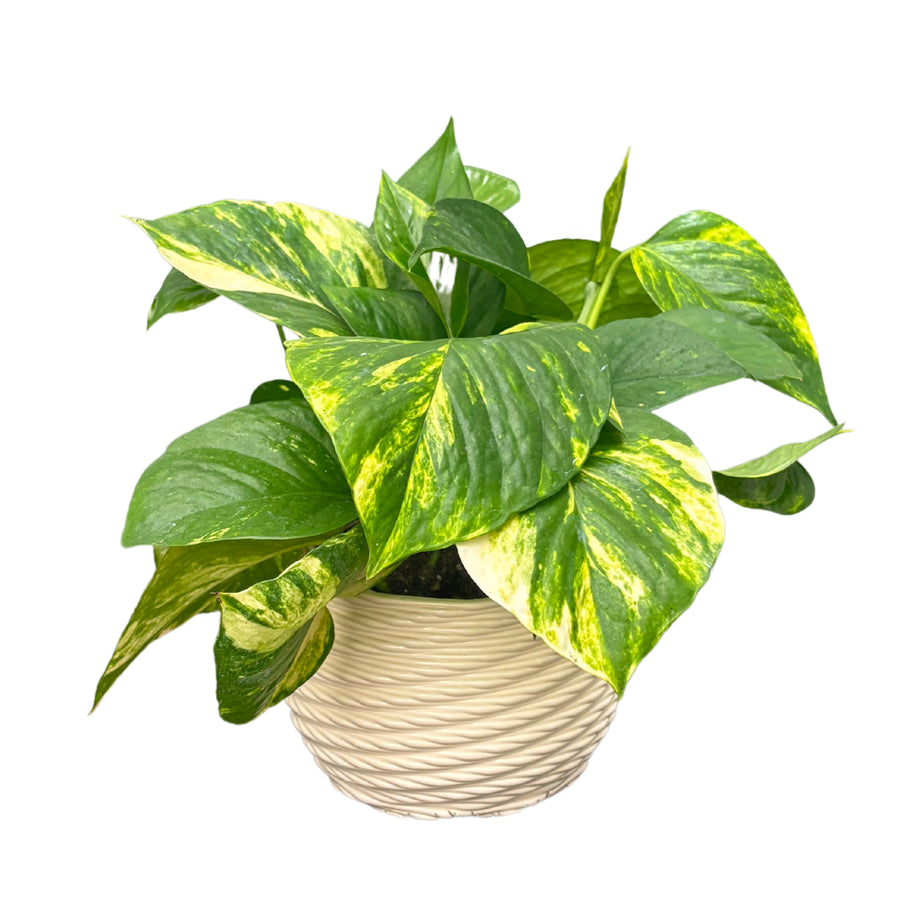 Pothos in vaso d'argilla beige chiaro, con foglie variegate verde e giallo, pianta da interno decorativa e resistente