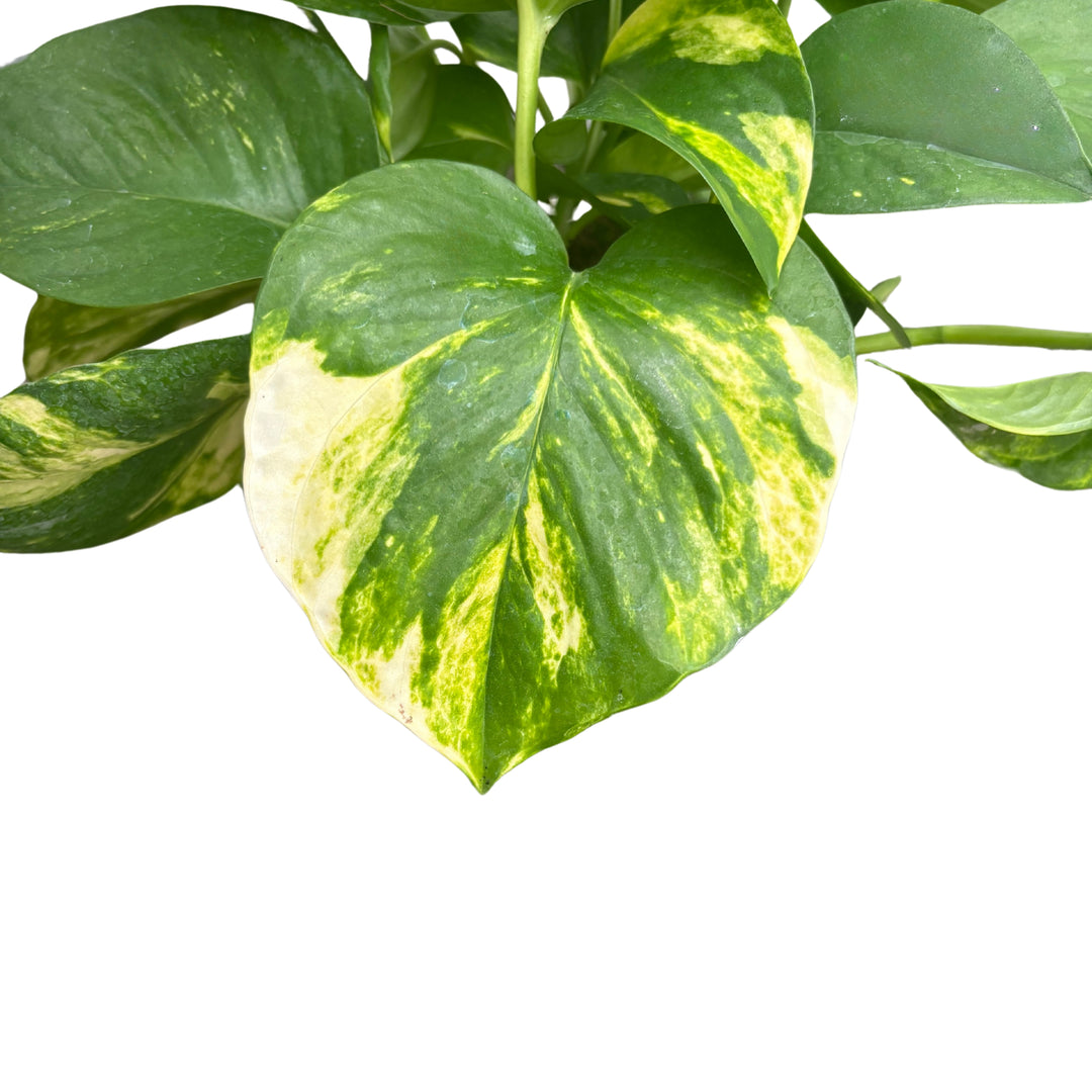 Dettaglio foglia Pothos con variegatura gialla e verde brillante, pianta da interno purificante