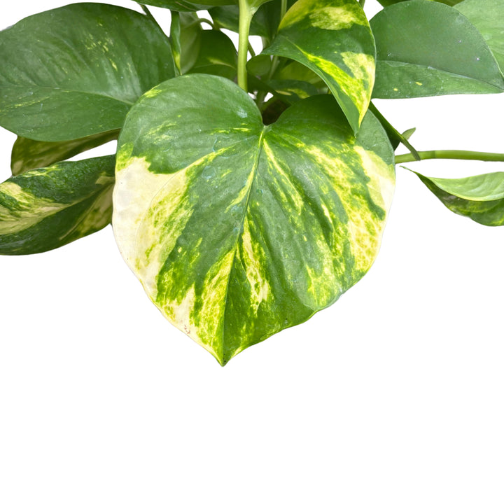Dettaglio foglia Pothos con variegatura gialla e verde brillante, pianta da interno purificante