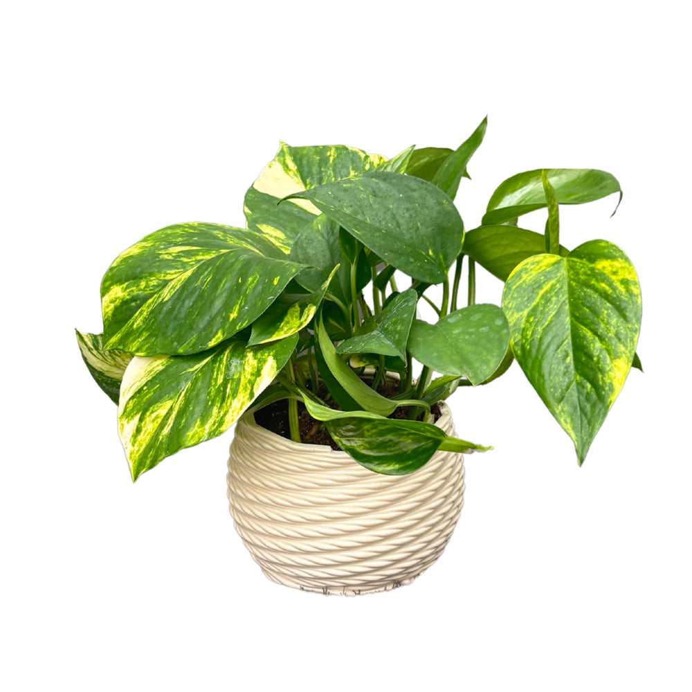 Pothos in vaso decorativo di argilla, foglie cuoriformi variegate, pianta d’appartamento facile da curare e ideale per interni