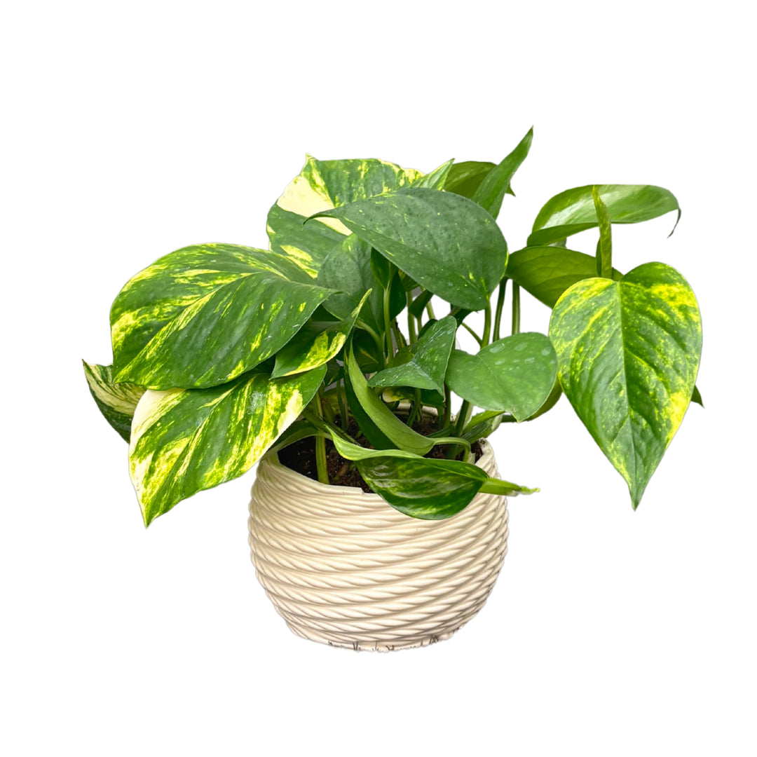 Pothos in vaso decorativo di argilla, foglie cuoriformi variegate, pianta d’appartamento facile da curare e ideale per interni