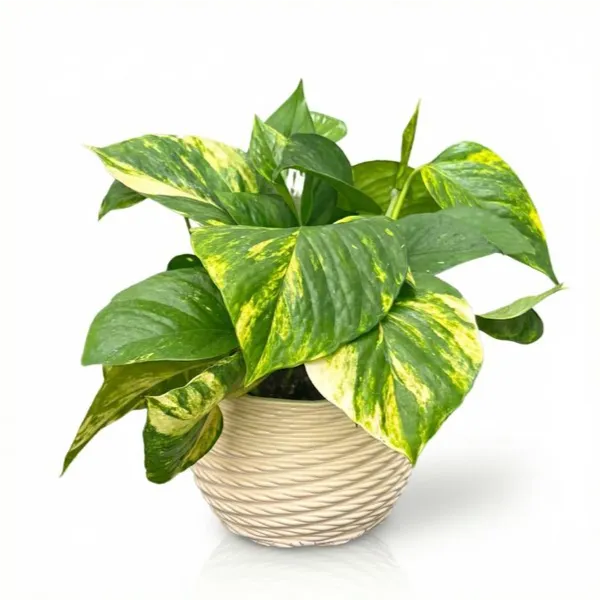 Pothos scindapsus aurea in vaso ceramica Carina beige su sfondo bianco studio