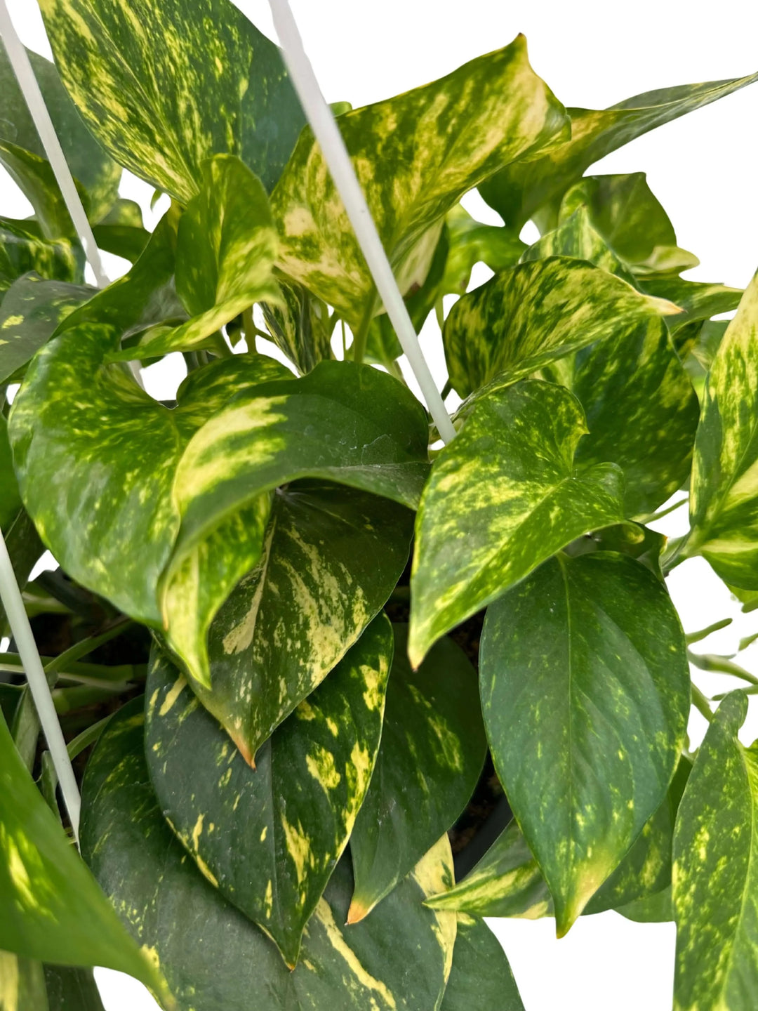 Dettaglio foglie verdi con screziature dorate del Pothos Aureus

