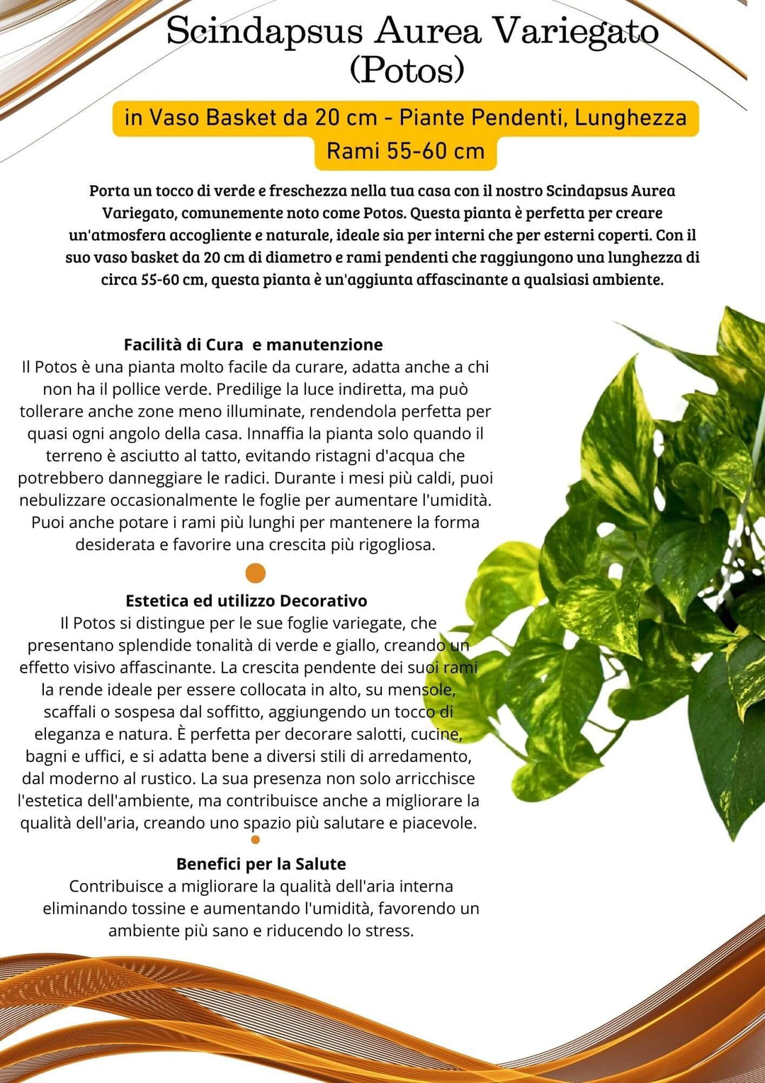 Pothos Scindapsus Aureus - i Giardini di Giulia