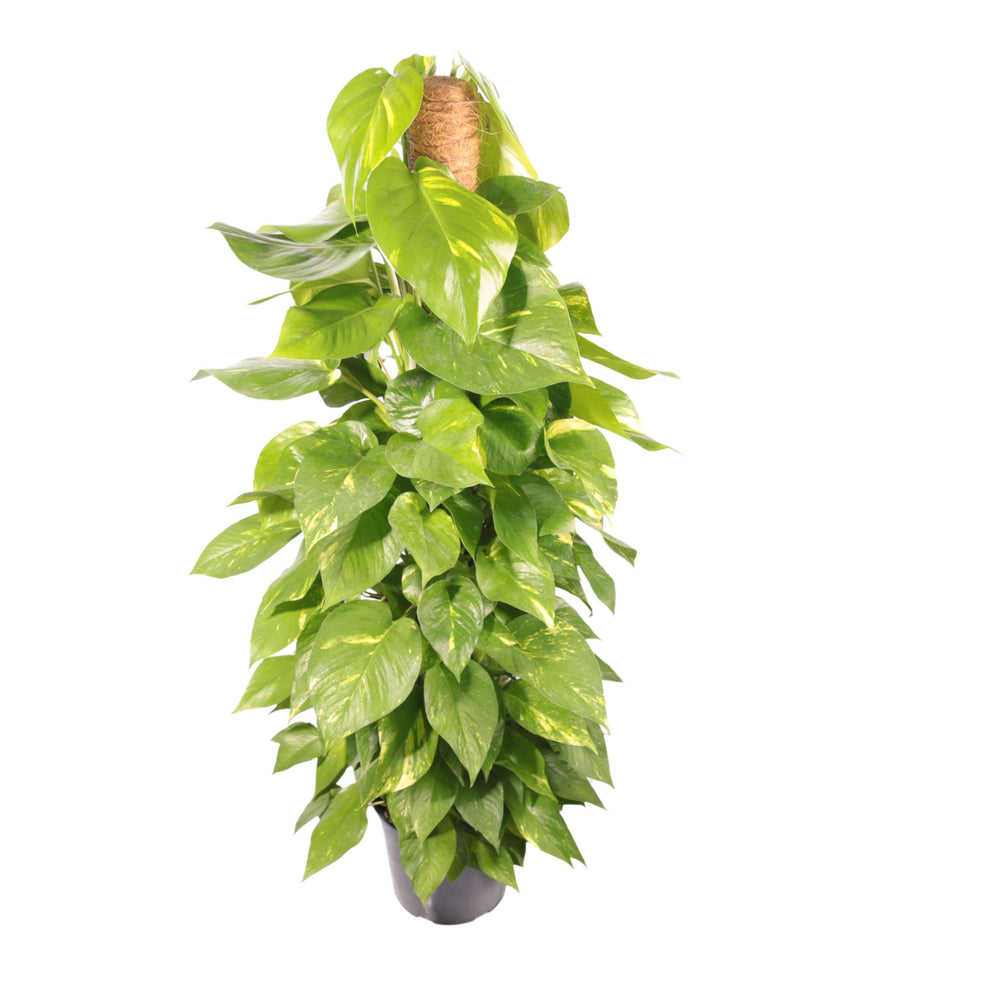 POTHOS (scindapsus spp) Aurea - i Giardini di Giulia