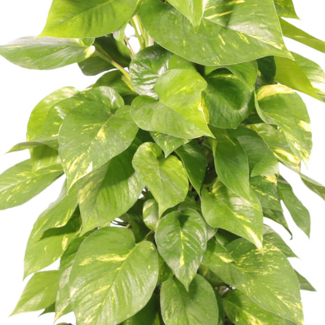 POTHOS (scindapsus spp) Aurea - i Giardini di Giulia