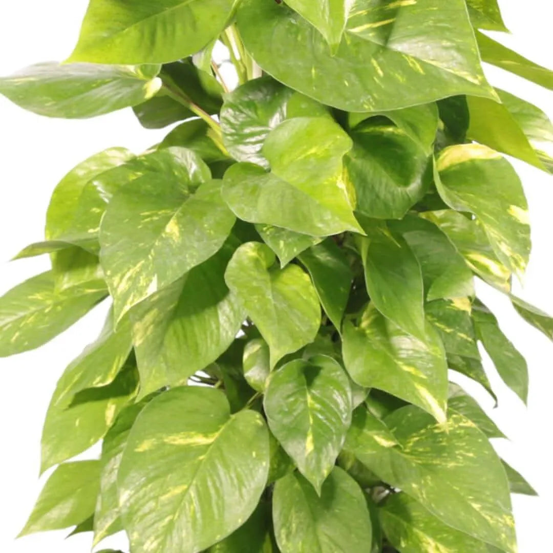 Pothos Aurea decorativo - pianta rampicante per appartamento con foglie a cascata