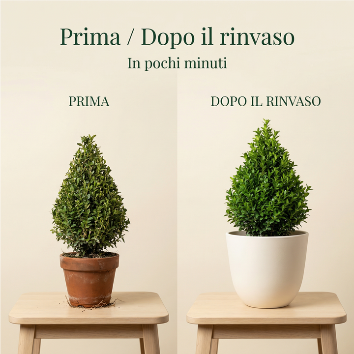 Buxus piramide prima e dopo rinvaso in coprivaso bianco