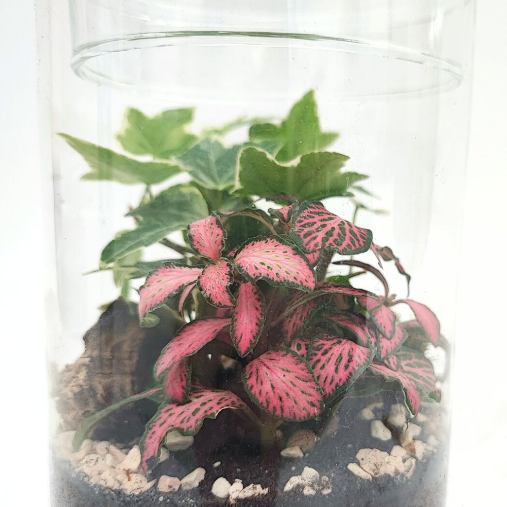  Dettaglio ravvicinato di piante tropicali in terrarium chiuso con fittonia rosa e edera – composizione botanica elegante