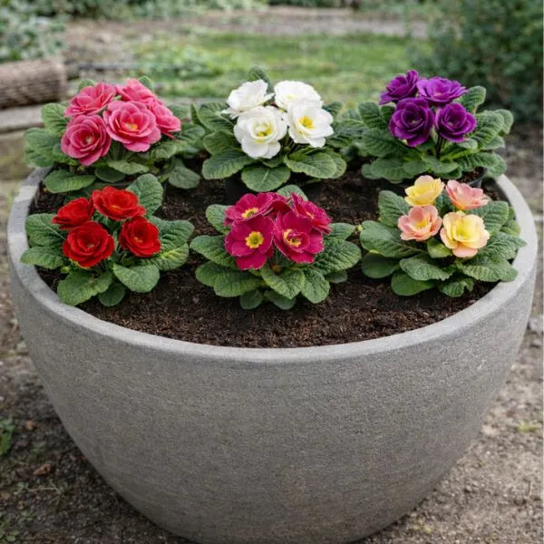 Primula bellerose in fioriera da esterno con fiori assortiti rosa bianchi rossi viola e gialli