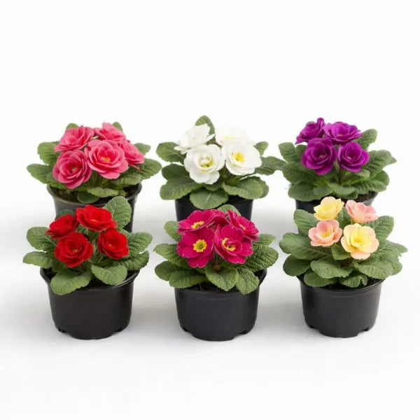 Primula bellerose mix colori in vaso con fiori rosa bianchi rossi viola e pesca su sfondo bianco