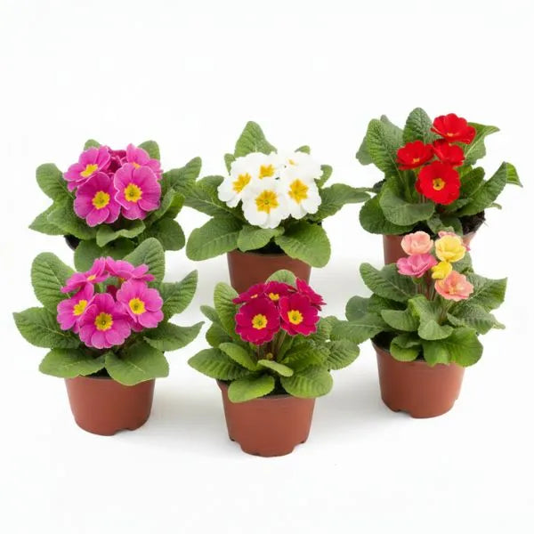 Primula bellerose mix colori in vaso con fiori rosa bianchi rossi e gialli su sfondo bianco