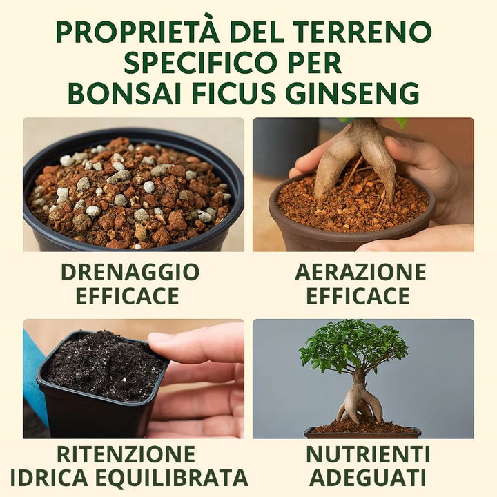 Vista dettagliata di terriccio specifico per bonsai Ficus Ginseng, con granulometria varia, radici aeree esposte e substrato arioso che favorisce drenaggio, aerazione e ritenzione idrica equilibrata.