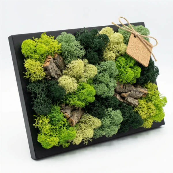 Quadro muschio stabilizzato mini - vista frontale su sfondo chiaro con cornice nera