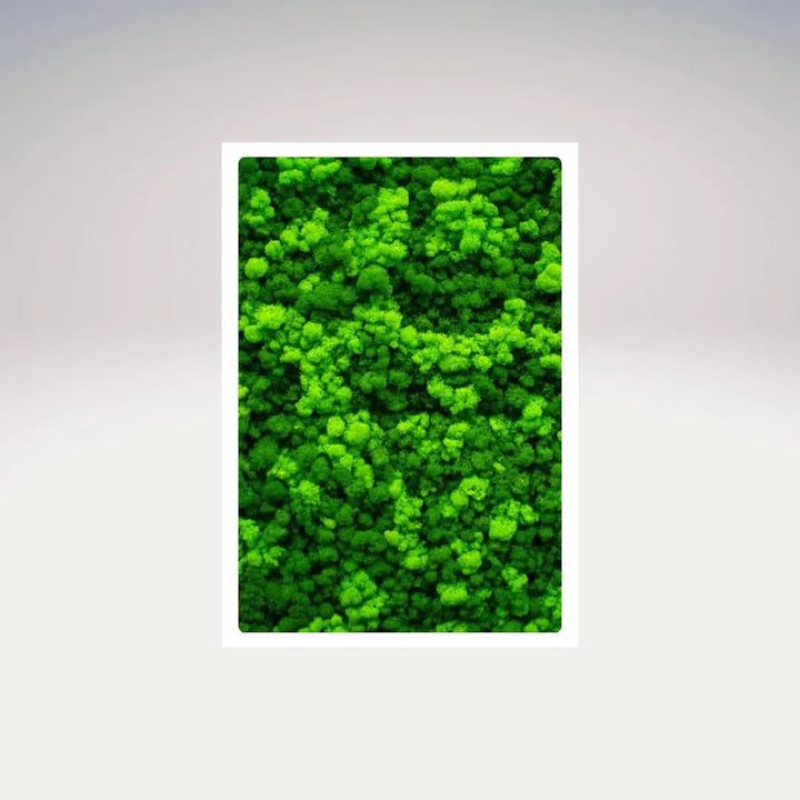 Quadro rettangolare in muschio stabilizzato con cornice bianca – I Giardini di Giulia