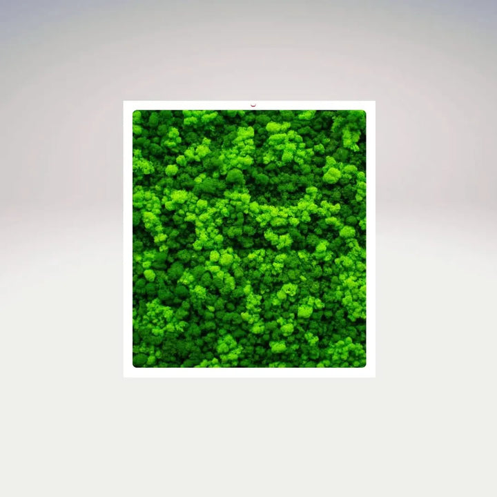 Quadro rettangolare in muschio stabilizzato con cornice bianca su sfondo chiaro – I Giardini di Giulia