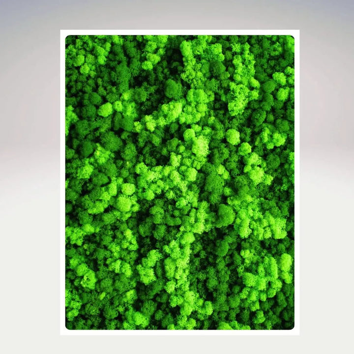 Quadro rettangolare in muschio stabilizzato con cornice bianca – I Giardini di Giulia