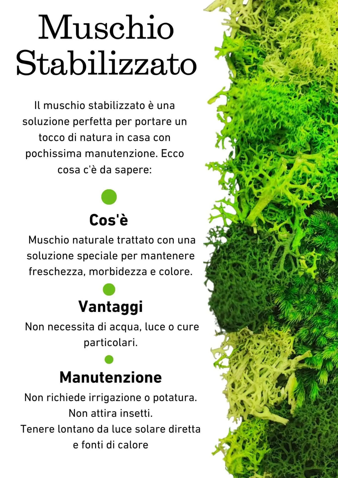 Infografica sui benefici del muschio stabilizzato: cos'è, vantaggi e manutenzione – I Giardini di Giulia