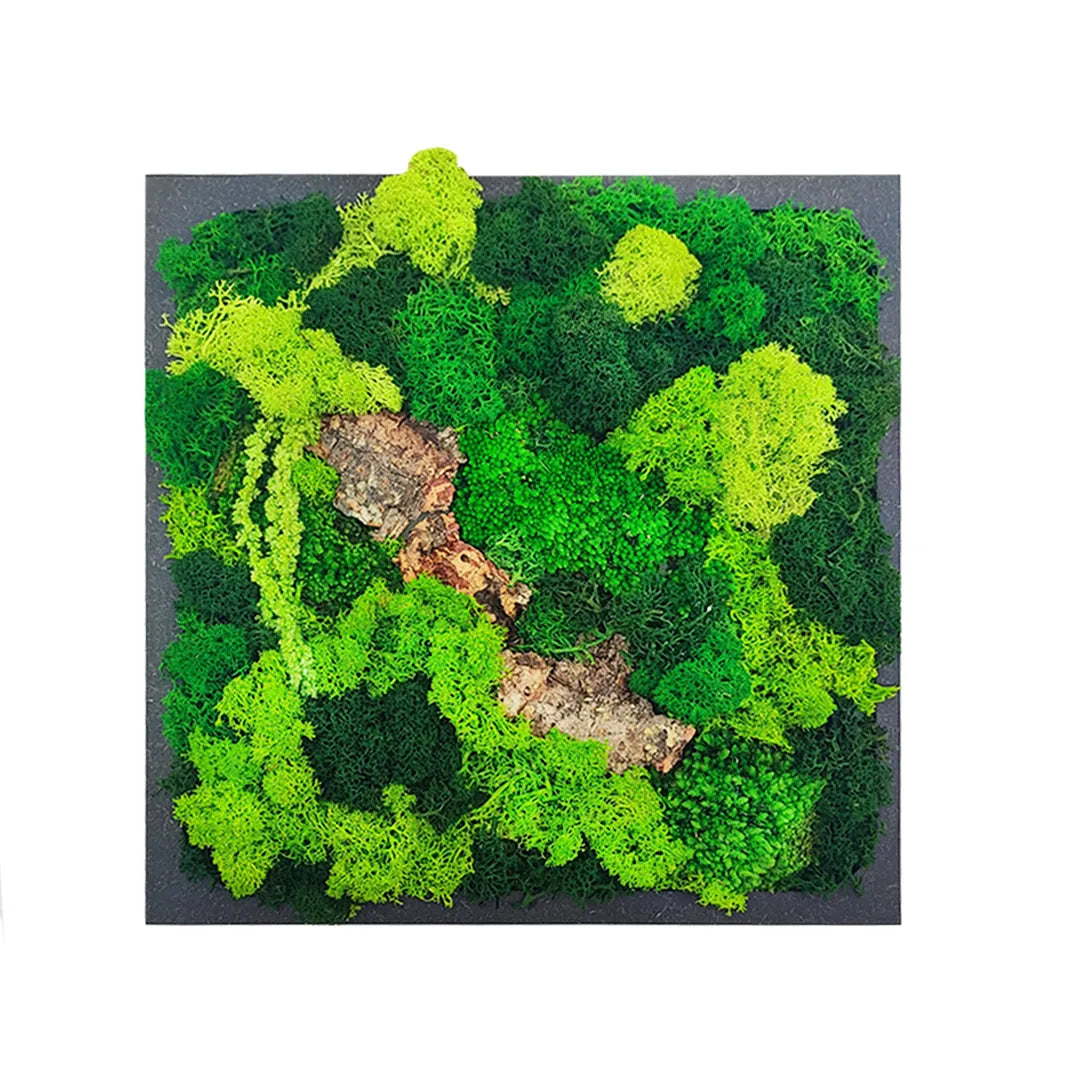 Quadro quadrato di muschio e licheni stabilizzati con diverse tonalità di verde con corteccia nera 