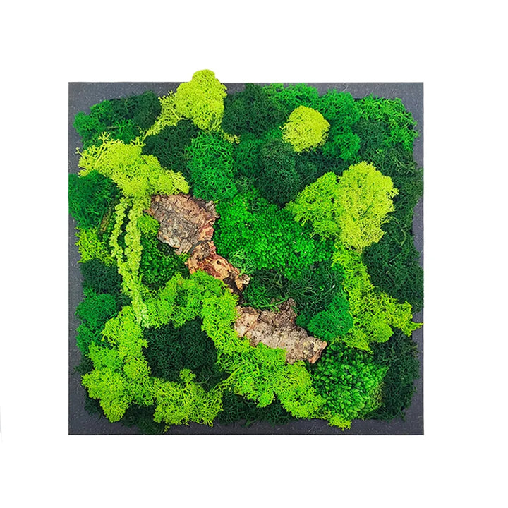Quadro quadrato di muschio e licheni stabilizzati con diverse tonalità di verde con corteccia nera 