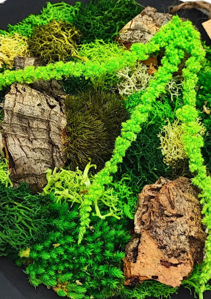 Dettaglio ravvicinato del quadro tondo "Velia in Fiore" con muschio stabilizzato, licheni e corteccia su fondo nero – design naturale, I Giardini di Giulia.