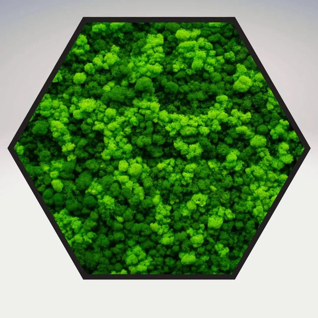Quadro esagonale Viridem in muschio stabilizzato con cornice nera – decorazione da parete 60x60 cm I Giardini di Giulia