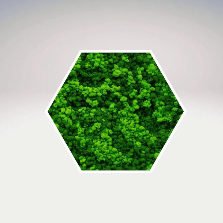 Quadro esagonale Esagono Viridem 40x40 cm con cornice bianca e muschio stabilizzato – decorazione vegetale artigianale I Giardini di Giulia