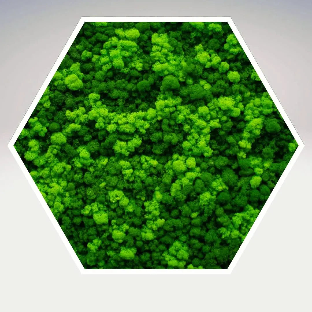 Quadro esagonale Viridem con muschio stabilizzato e cornice bianca – decorazione naturale 60x60 cm I Giardini di Giulia