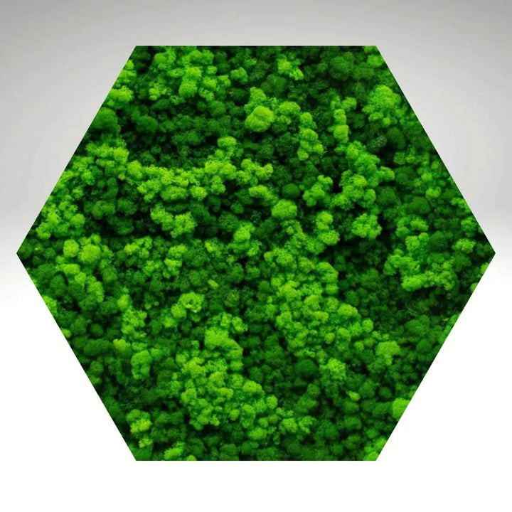 Quadro esagonale in muschio stabilizzato senza cornice – arredo green naturale I Giardini di Giulia
