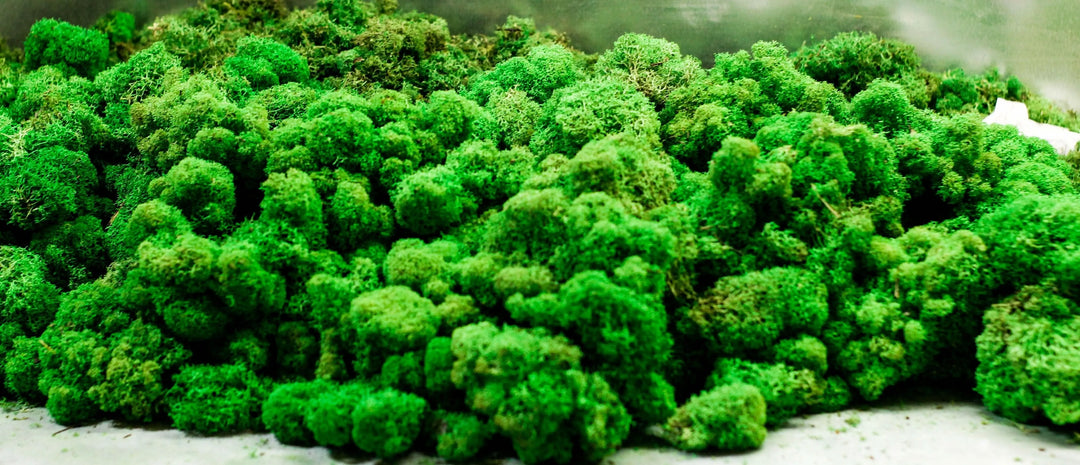 Dettaglio ravvicinato di muschio stabilizzato in diverse tonalità di verde – materiale naturale per quadri vegetali by I Giardini di Giulia