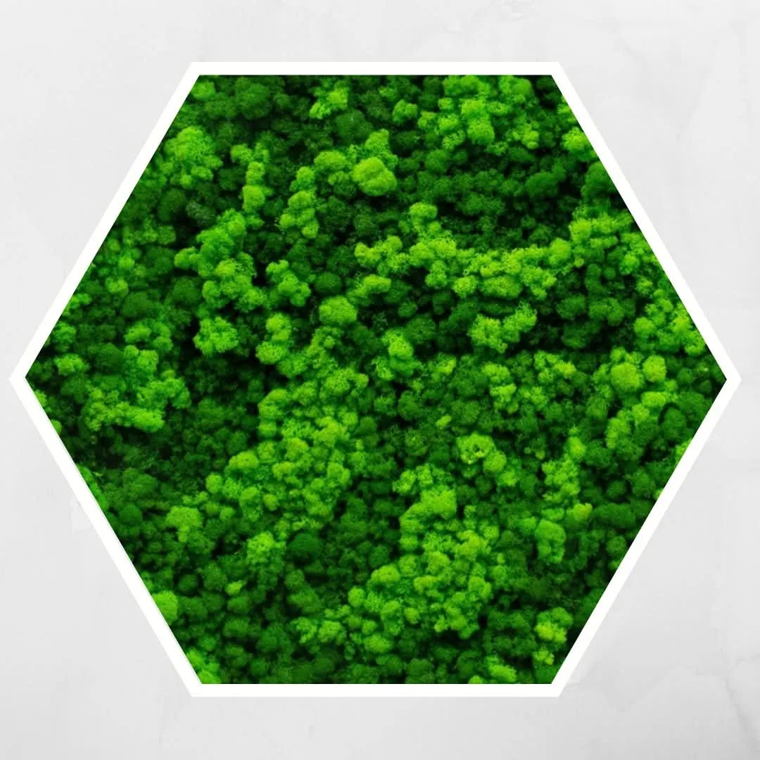 Quadro esagonale con muschio stabilizzato in cornice bianca – decorazione vegetale sostenibile by I Giardini di Giulia
