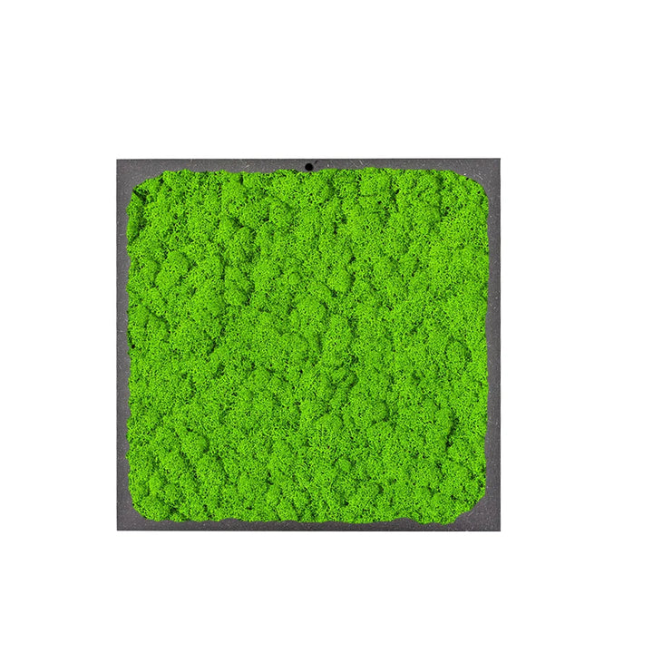 immagine mosta un quadro di forma quadrata con licheni di colore verde 