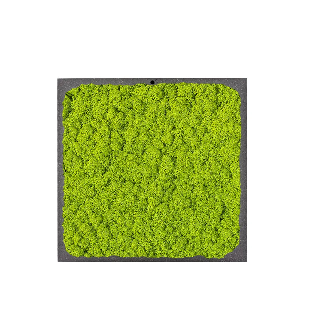 immagine mosta un quadro di forma quadrata con licheni di colore verde chiaro
