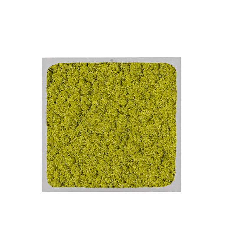 immagine mosta un quadro di forma quadrata con licheni di colore verde chiaro