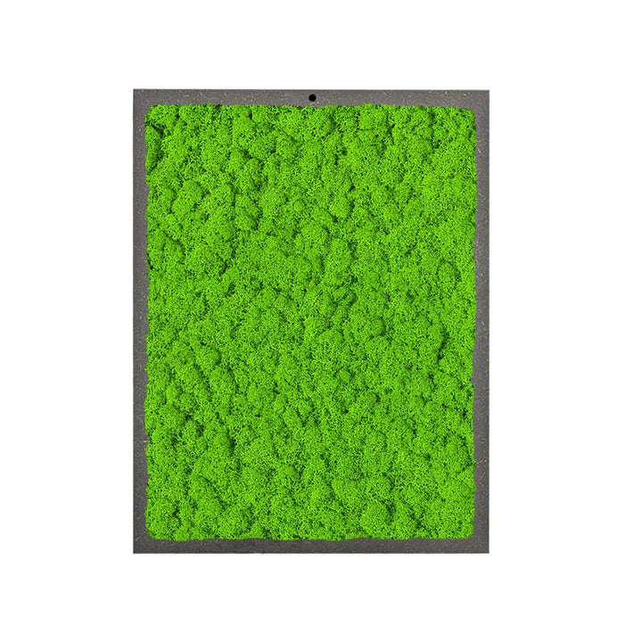 quadro rettangolare di licheni di colore verde chiaro 