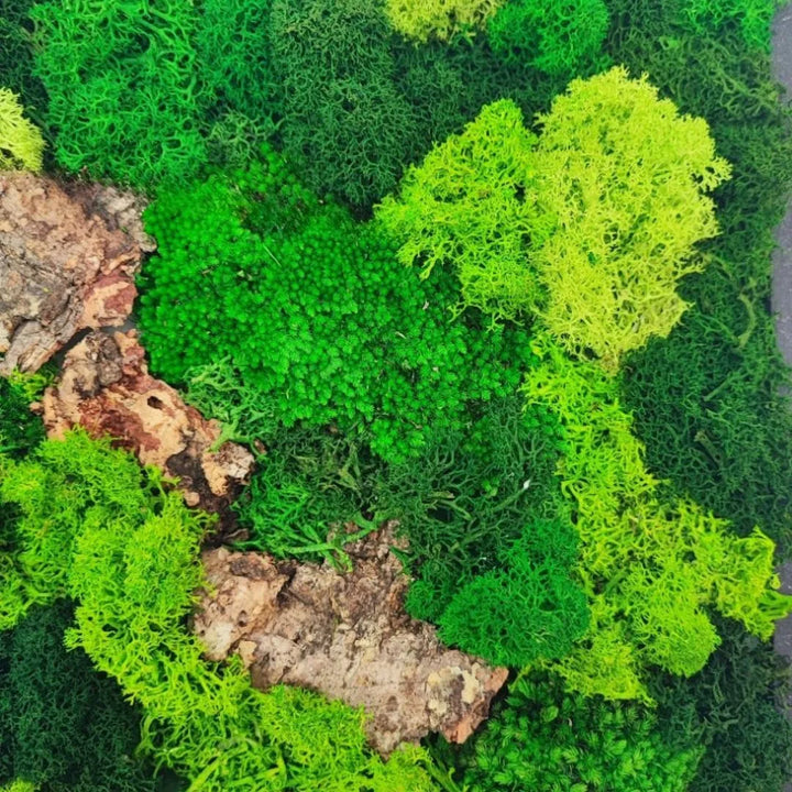 Primo pianto sul muschi e i licheni con varie tonalità di verde e pezzi di sughero naturale