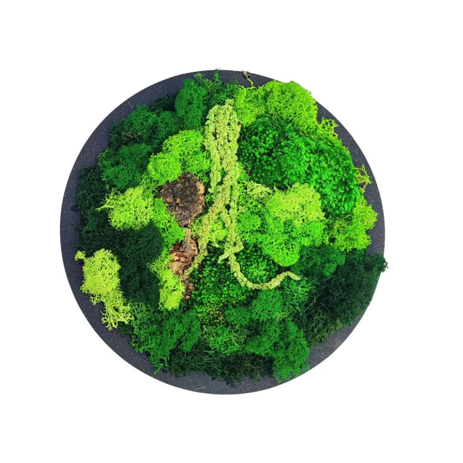 vista frontale di un quadro di muschio e licheni stabilizzato con varie tonalità di verde e suchero naturale 