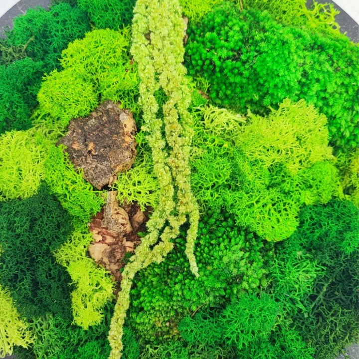 primo piano del quadro di muschio e licheni stabilizato con diverse tonalità di verrde