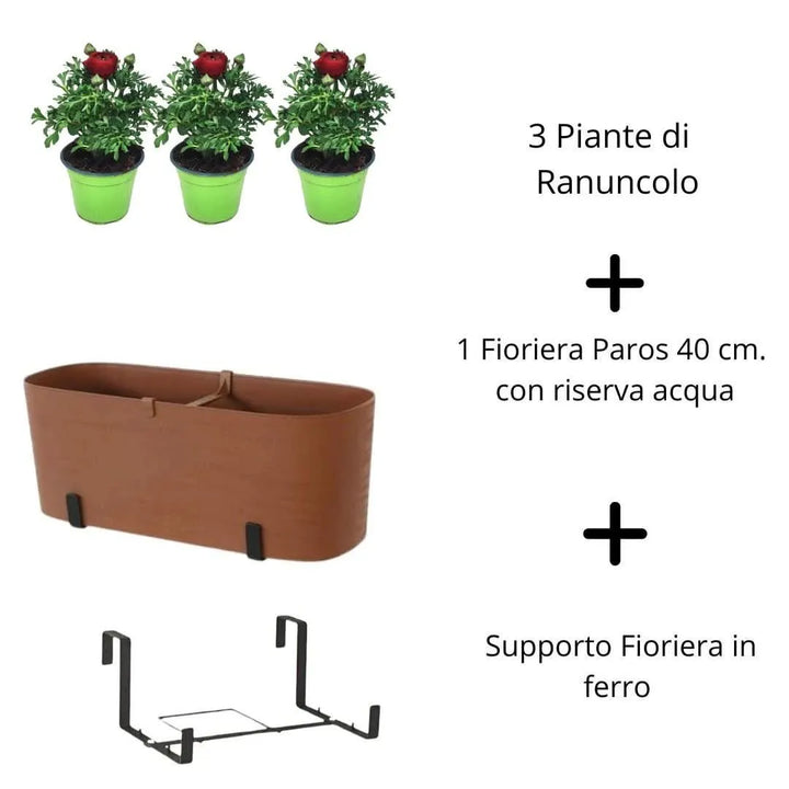 Ranuncolo & Fioriera Paros 40 cm tutto incluso - i Giardini di Giulia