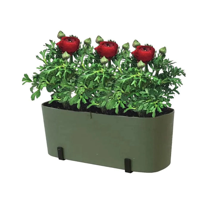 Kit Fioriera Paros 40 cm con 2 piante di Ranuncolo, perfetto per balconi
