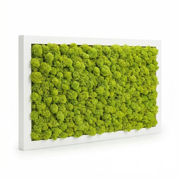 Quadro licheni stabilizzati - vista laterale della cornice bianca