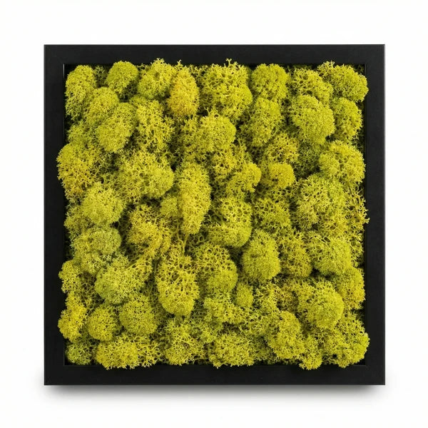 Quadro licheni stabilizzati cornice nera 35x50 cm con dettagli del verde