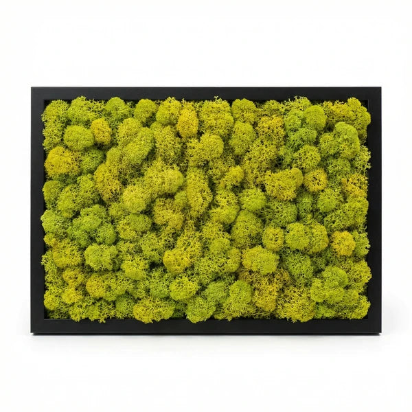 Quadro licheni stabilizzati cornice nera in ufficio