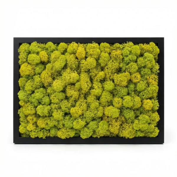 Quadro licheni stabilizzati cornice nera - variante Nature Green
