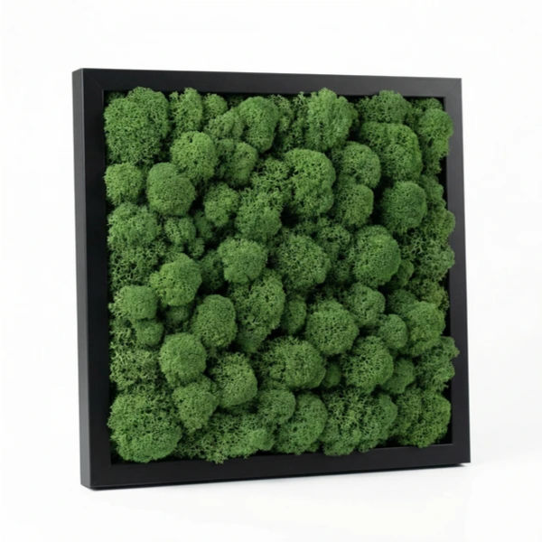 Quadro licheni stabilizzati cornice nera - dettaglio texture licheni