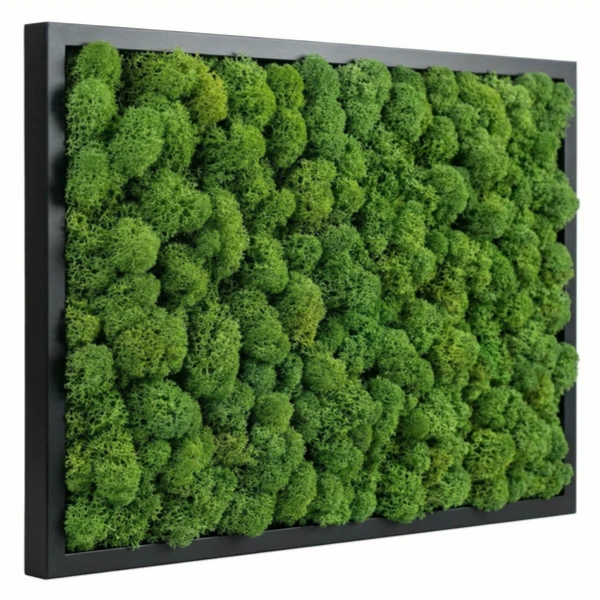 Quadro licheni stabilizzati cornice nera in composizione con altri elementi