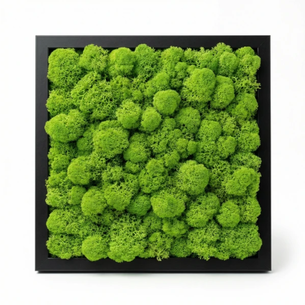 Quadro licheni stabilizzati cornice nera 30x30 cm in ambiente moderno