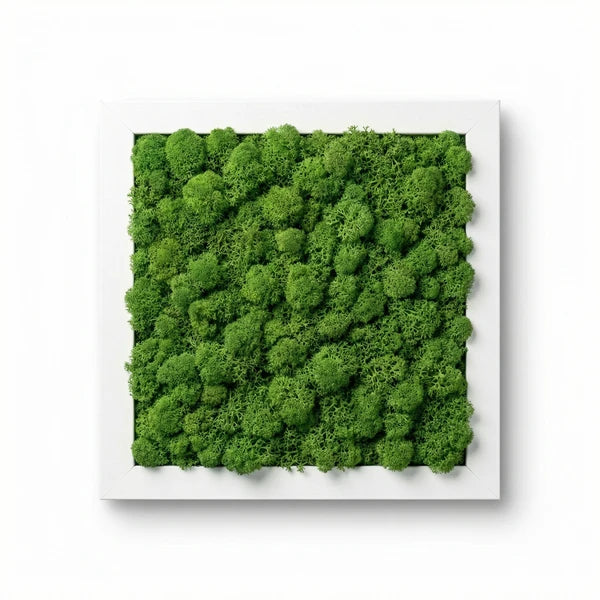 Quadro licheni stabilizzati - vista frontale del formato 30x30 cm con cornice bianca