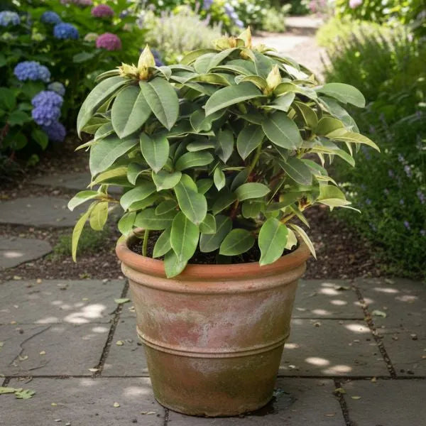 Rododendro in vaso di terracotta posizionato in giardino con foglie verdi e boccioli fiorali