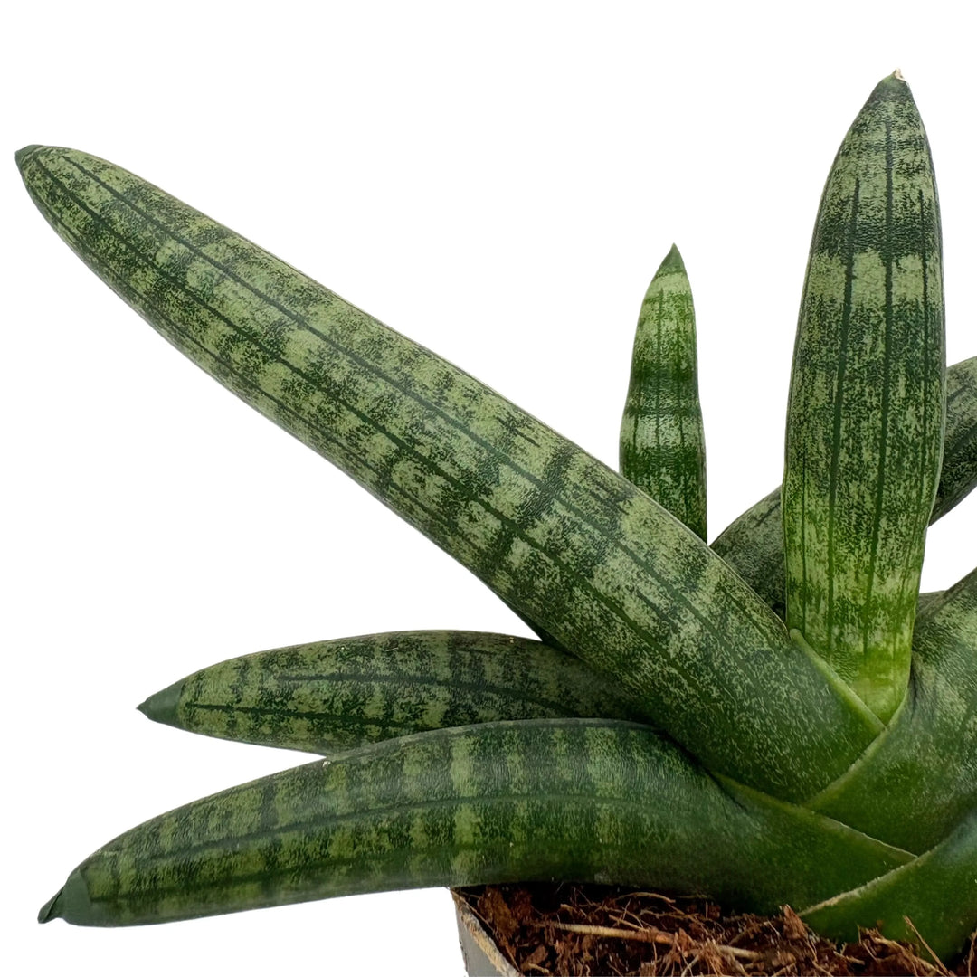 Dettaglio foglie cilindriche della Sansevieria Cylindrica Boncel con disegno a bande verdi


